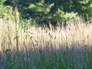 Late Summer Grasses