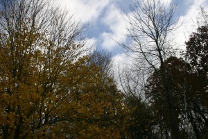 Autumn Sky