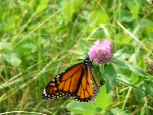 Getting Ready to Fly South