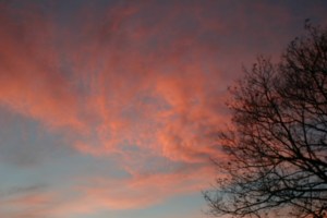 Lone Tree - Winter sunset