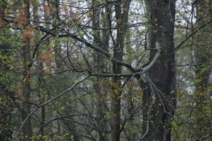 Th Green Wold of Vermont