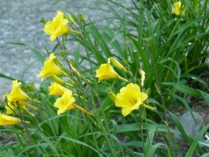 Announcing A New Day