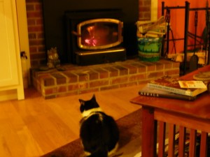 Cat before the hearth
