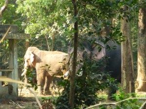 Indian Elephants