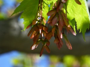 Maple Seeds