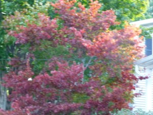 Early Fall Color, Vermont