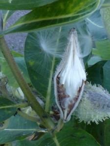 milkweed