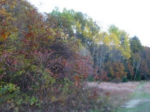 Late Autumn Color, VT