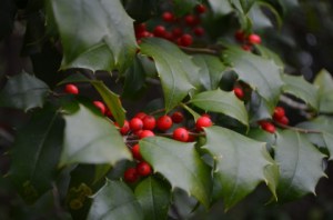 Holly.jpg