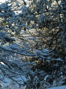 Snowy-Morning