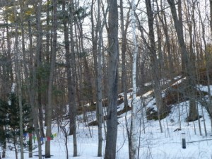 Early-Spring-Morning