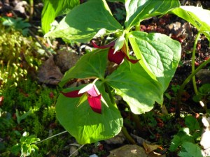 Trillium