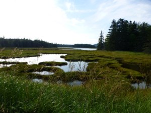 Tidal_Marsh