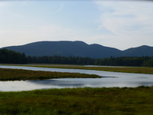 Tidal-Marsh