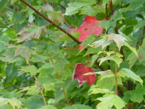 Red_Leaves