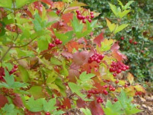 Autumn-Berries
