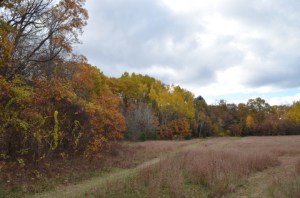 Late_Autumn_Field
