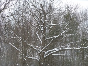 Snowy_Tree