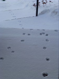 Paws_In_The_Snow