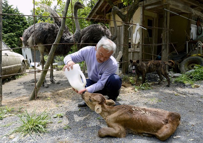 Naoto Matsumura, Guardian of Fukushima’s Animals