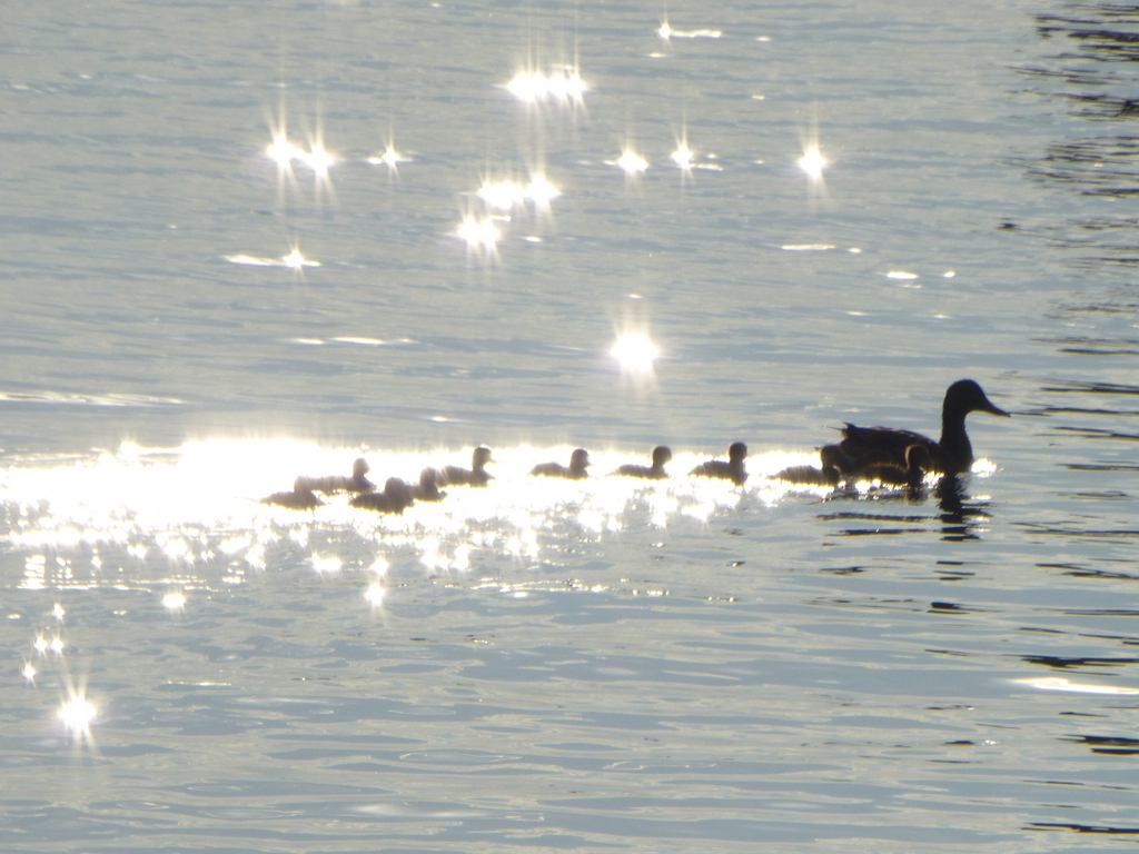 From Lived Experience Springs Hope