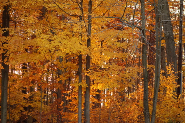 Ceremony and Autumn&nbsp;Light