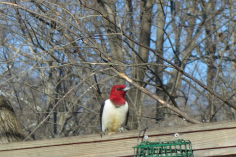 Thanksgiving: A Road&nbsp;Trip