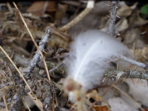Feather