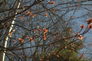 Budding_Maple
