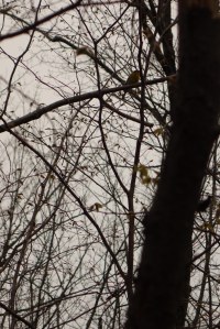 There is a wood duck in this picture!