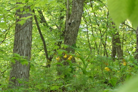 Graduation and Cultural&nbsp;Change