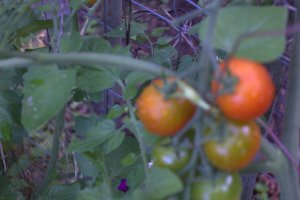 August_Tomatoes