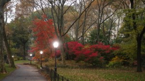 Fall_Twilight_Central_Park
