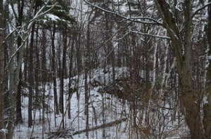 Snowy_woods