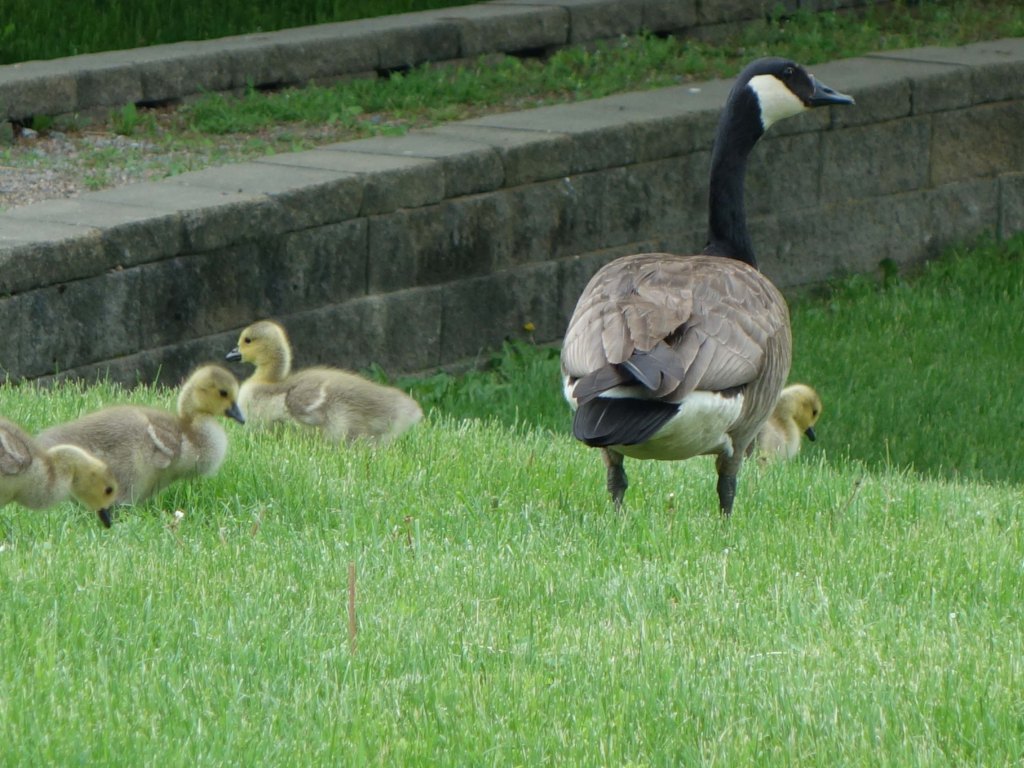 Shamanism and the Great&nbsp;Turning