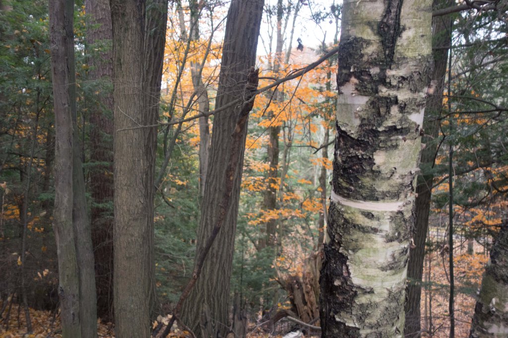 Before the Storm: A Late Autumn Walk