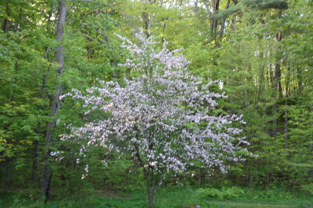 Dreaming Into a New&nbsp;Home