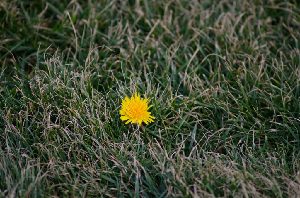 New Year’s Musings