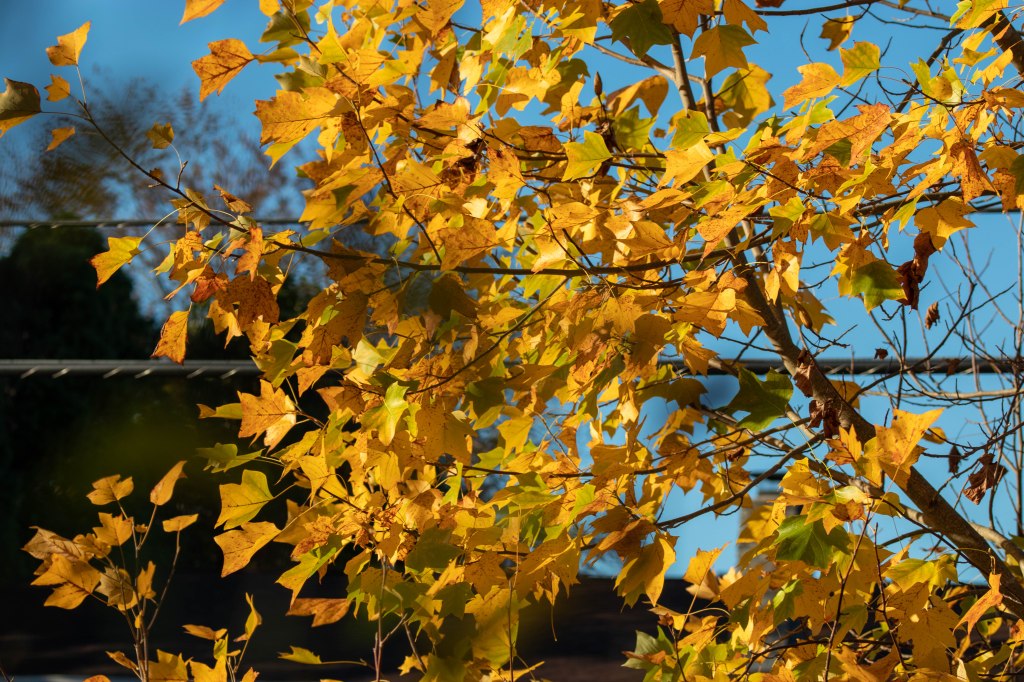 Just Too Hot For&nbsp;November