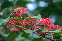 The Birds Are&nbsp;Gathering