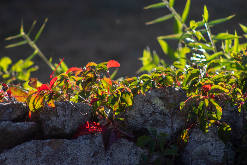 “Not All That is Imperilled”