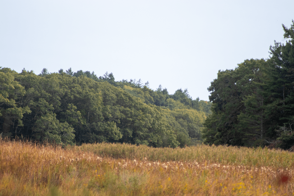 Imagining Rosh Hashanah