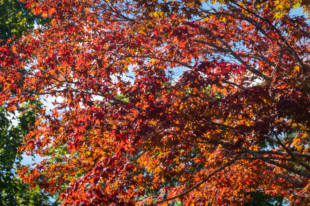 Total Art, Total&nbsp;War