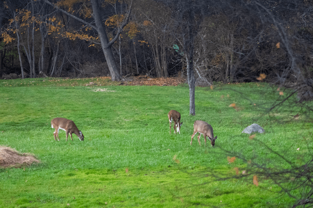 Deer In the&nbsp;Field