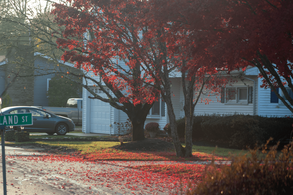 Oh, Deer! In the&nbsp;yard!