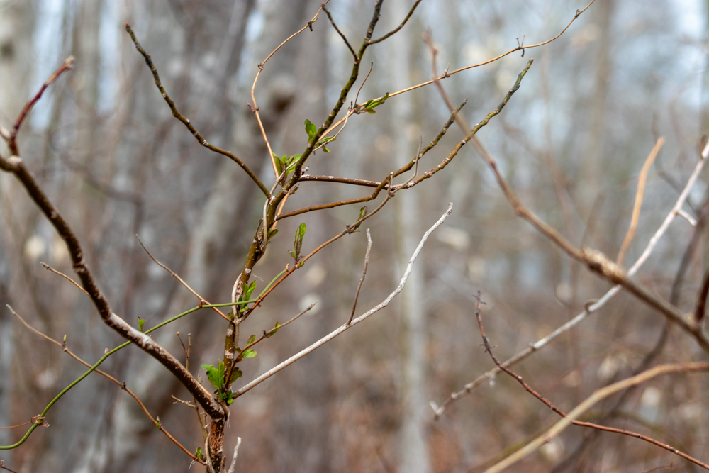 Bright April A Bright April Day – Dreaming the World