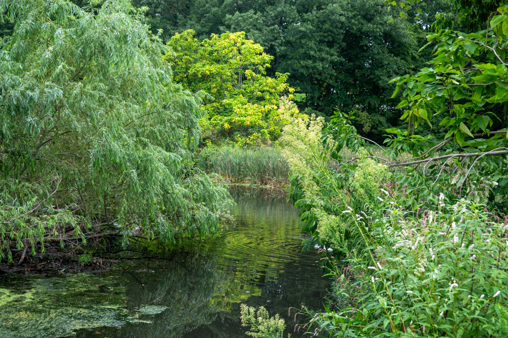 Late summer pond.